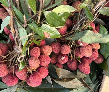 Litchi